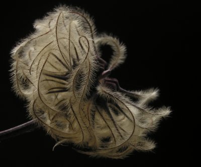 clematis seeds