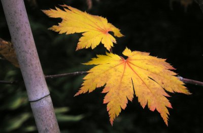 leaves