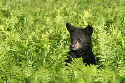 Bear cub in ferns