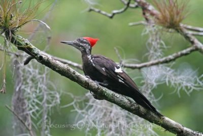 Pileated woodpecker and spanish moss