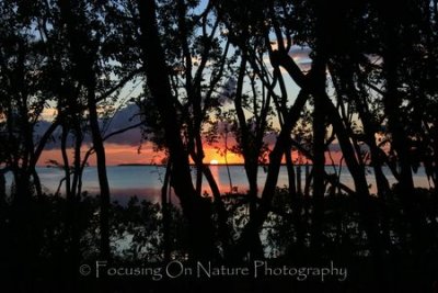 Sunset through the mangroves