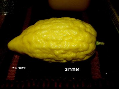 משהו יפה בדרך לסוכה -צילומי גייזי