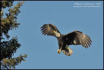 Bald Eagle Landing - Aiming for the top