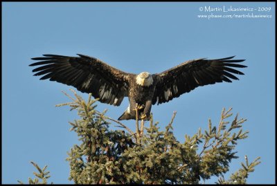 Bald Eagle - The Balancing Act