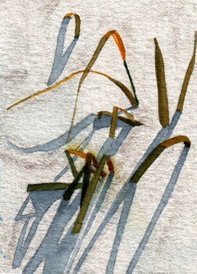 Grasses in Snow 11-09