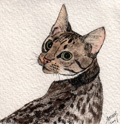 Toby cat, 4 x 4 11-09