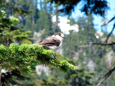 maybe I took too many bird shots
