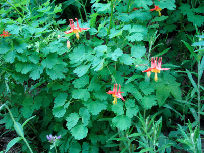 sample flower photo
