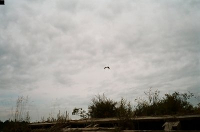 Oh look, an eagle!