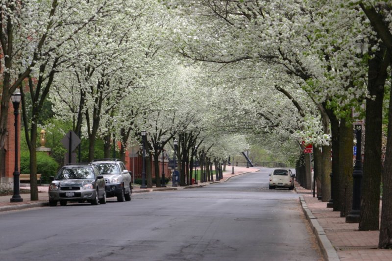 Plum Street In Spring