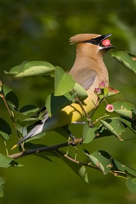 Waxwings