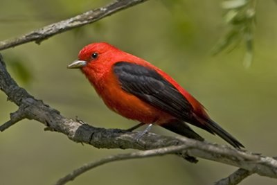 Tanagers