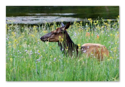 Elk 4x6 DSC_4711.JPG