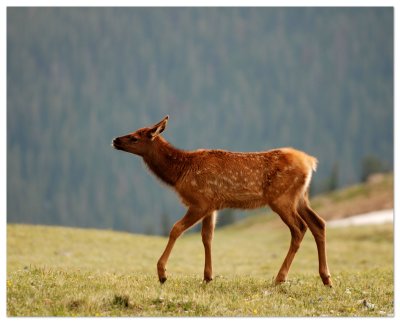 Elk Calf 8x10 DSC_4128.JPG