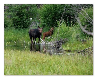 Moose 8x10 DSC_4786.JPG