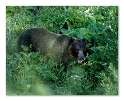 bear 8x10 DSC_4593.JPG