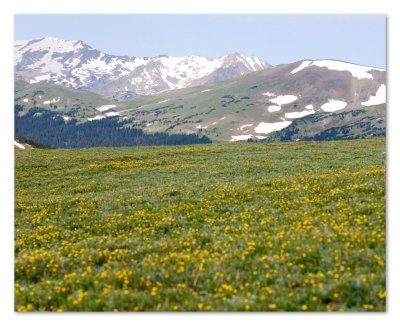 Rockies wild flowers 16x20 DSC_4019.JPG
