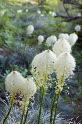 bear grass