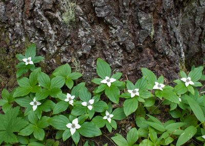 bunchberry