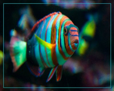 aquarium7861.jpg