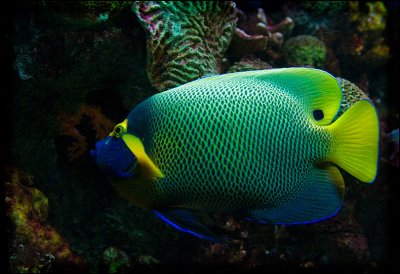 fish7917.jpg