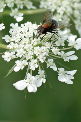 Fly web 2401.jpg