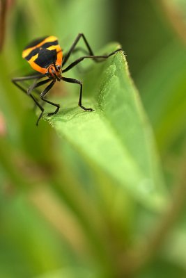 Milkweed Bug web 2568.jpg