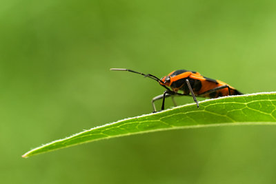Milkweed Bug web 2520.jpg