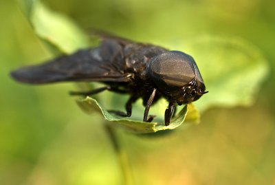 Fly web 3158.jpg