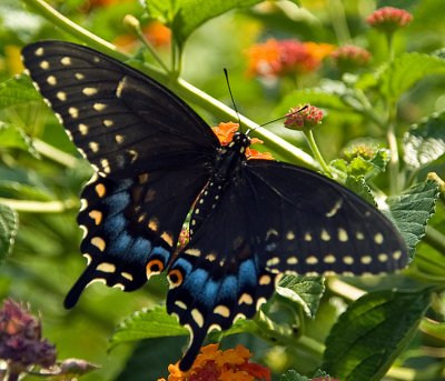 Black Swallowtail web 2985.jpg