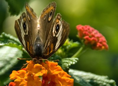 Buckeye Butterfly web2798.jpg