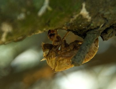 Cicada web 3278.jpg