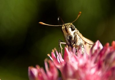 Moth web 3229.jpg