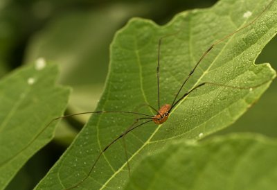 Spider web 3297.jpg