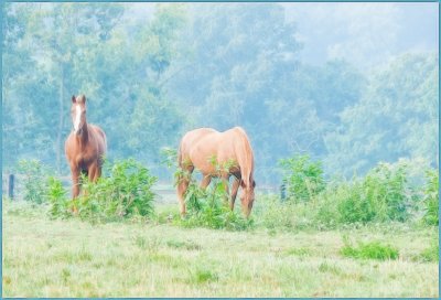 horses2699.jpg
