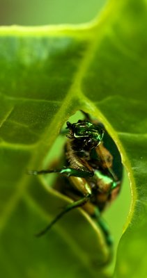 Beatle web 3330.jpg