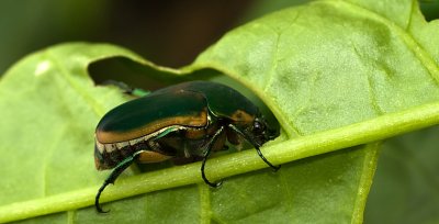 Beatle web 3337.jpg