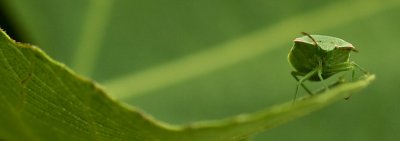 Leaf Bug web 03324.jpg