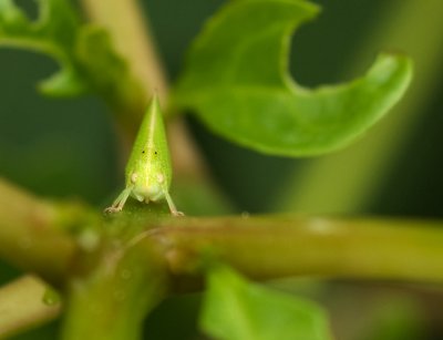 Leaf bug web 3339.jpg