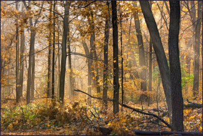 smalltrees9112.jpg