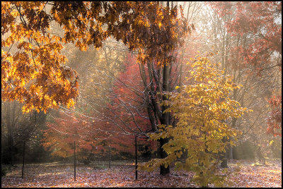 smalltrees9121.jpg