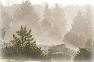 smalltrees9131.jpg