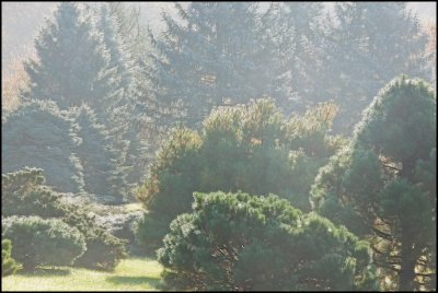 smalltrees9205.jpg