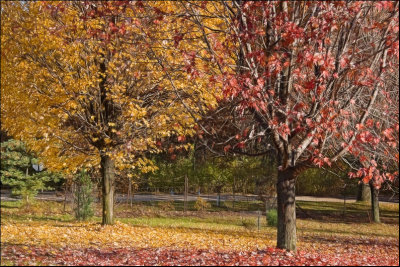 smalltrees9224.jpg