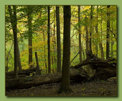 woods3360.jpg