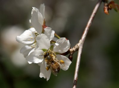 Bee web 184.jpg