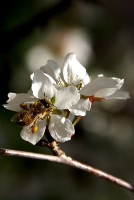 Bee web  184.jpg