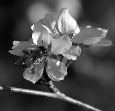 Bee web bkwt 184.psd