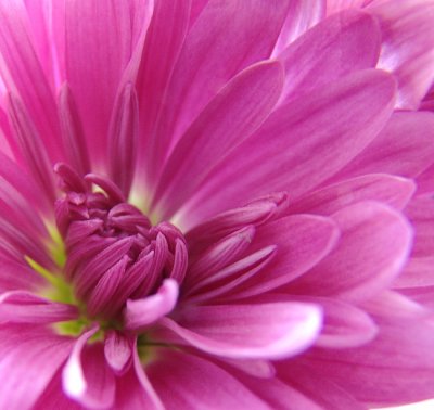 Purple flower web 1620.jpg