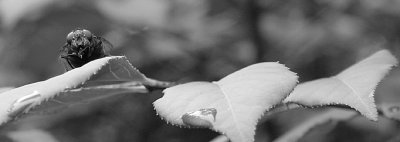 fly face web 1376.jpg